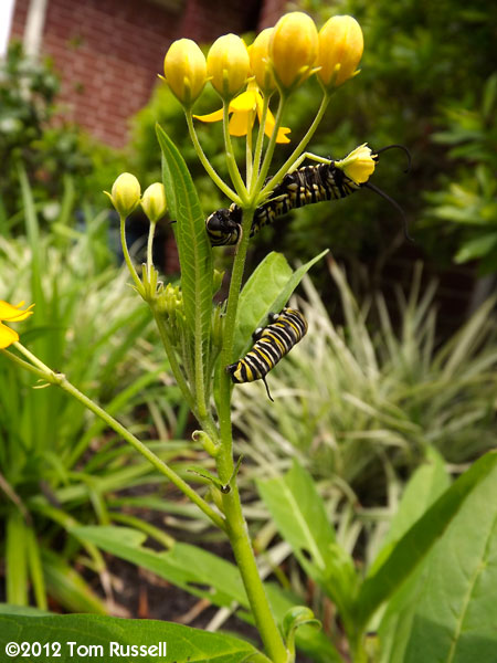 Magic Camera Monday: Monarch Caterpillars 2